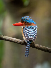 Banded kingfisher (Lacedo pulchella) stair at us in the forest (Banded Kingfisher; Lacedo pulchella)