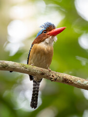 Banded kingfisher (Lacedo pulchella) stair at us in the forest (Banded Kingfisher; Lacedo pulchella)
