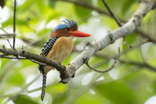 Banded kingfisher (Lacedo pulchella) stair at us in the forest (Banded Kingfisher; Lacedo pulchella)