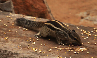 Brown squirrel eating sorghum seeds