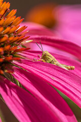 Closeup of tiny grasshopper on petal of purple coneflower