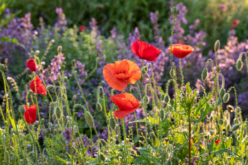 Roter Klatschmohn in einem romantischen Bauerngarten mit violetten Blumen im Morgenlicht