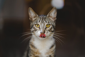 Baku, Azerbaijan - March 5, 2022
This little cat is a permanent resident of a local coffeeshop named CoffeeBar. It was born there and still lives there surrounded with the love of visitors