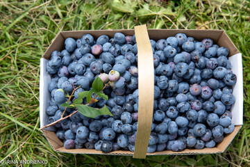 blueberries in a basket