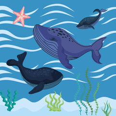 whales with algaes