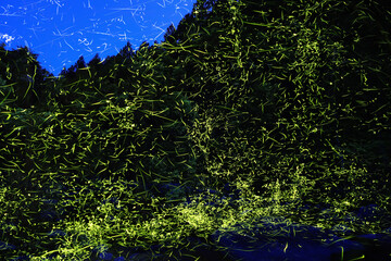 蛍舞い飛ぶ日本の夏