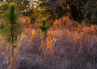 Florida Winter Grasses