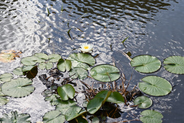 Lily leaves on water top view.