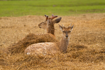 Young wild deer