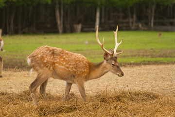 Naklejka na ściany i meble Young wild deer