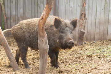 Boars in the mud