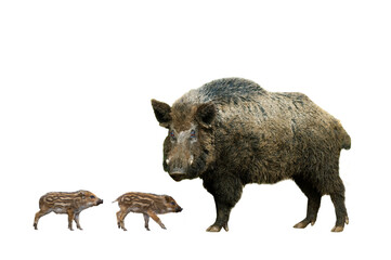 wild old boar with little piglets on a white background