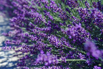 Obraz premium Lavender closeup blurred background