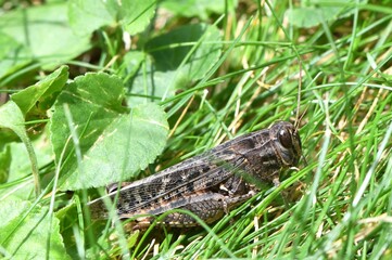 Duży szarańczak (Orthoptera sp.) pośród trawy