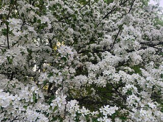 White blooming tree