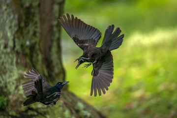 Low Flying Dueling Black Birds