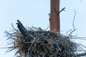 young storks  in a nest high up in the tree on a nice summer day