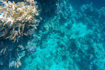the coral reef at the bottom of the sea is visible through the azure water
