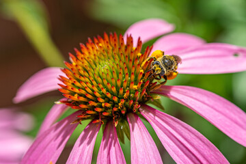Bee covered in pollen crawling on purple coneflower in garden
