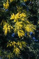 Obraz premium A blooming mimosa branch in spring