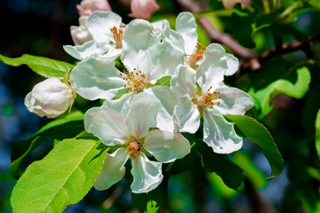 fleurs