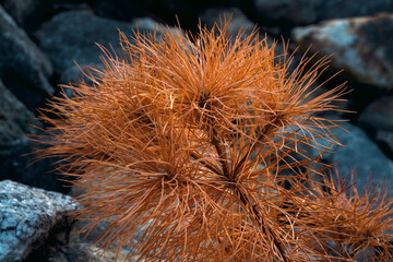 Red Pine On Rocks At Sunset - Frankin Falls, NH