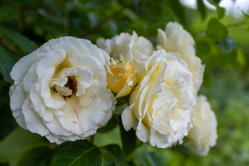 white floribunda rose in the garden. a few blooming flowers