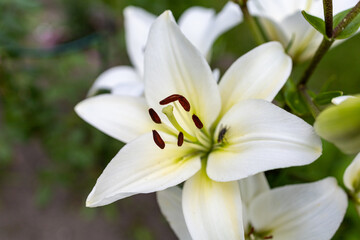White lilium flower, Lilium L in natural light at the garden. one big flower 