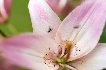 pink liliy flower with housefly fly on a leaf. flower in a natural environment. with green blury background 
