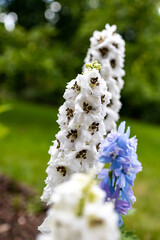 Larkspur flowers, Delphinium elatum. a few white flowers and blue 