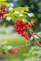 Obraz premium red currant bush with green leaves