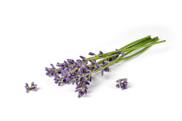 Lavender branch with purple flowers isolated on white background. Top view. Bouquet of lavender isolated.