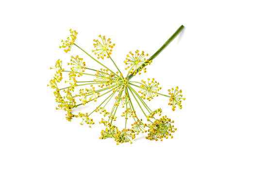 Blossoming branch of fennel isolated on a white background. Fresh dill flowers on white background. Spice for flavouring food.