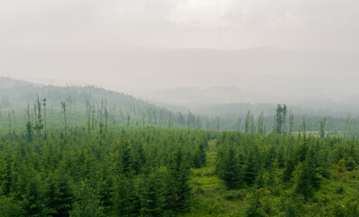 Coniferous forest in dramatic storm and misty fog, heavy rain. Czech nature, sumava reserve, area knizeci stolec