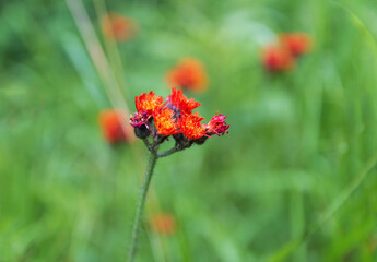 Hieracium aurantiacum, hawkweed flower, plant with blured background