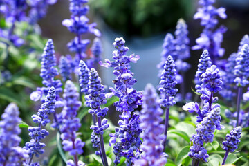 Salvia Farinacea plant in the garden