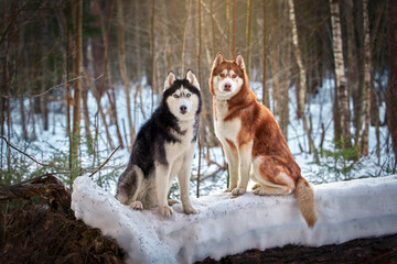 Awesome two siberian husky dogs on snow in winter sunny forest.