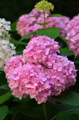 Pink hydrangea ( hortensia) flowers bloom in the summer garden. Close up photo. Gardening and cultivated flowers concept.