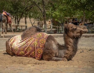 The spoiled camel of Khiva greets every guest with an arrogant nod. He only eats chocolate and...