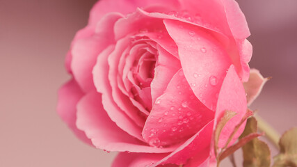 Beautiful pink rose flower with rain drops, Rose blossom petals with water droplets in wet garden,...
