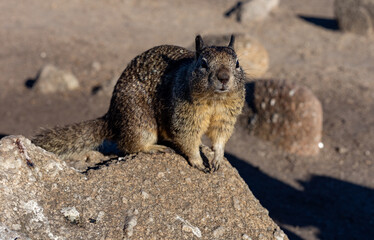 Ground squirrel close up