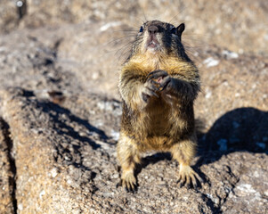 Ground squirrel close up