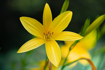 Fototapeta premium fleur jaune