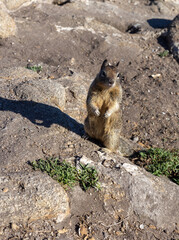 Ground squirrel close up