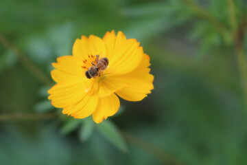 Small bee on a yellow flower