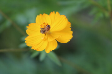 Small bee on a yellow flower