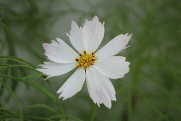 Obraz premium CLose up of white flower