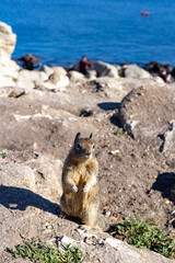 Ground squirrel close up