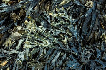 Fresh marine edible seaweed fucus as an abstract background - obrazy, fototapety, plakaty