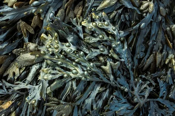 Poster Fresh marine edible seaweed fucus as an abstract background © koldunova